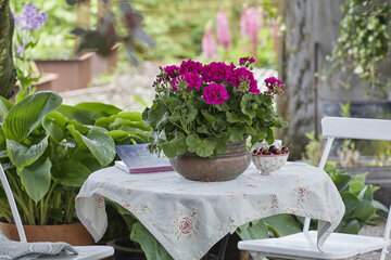 Pelargonie