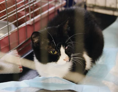 Miniatura: "Dzienniki wojenne": Zostawiła 18 kotów i...