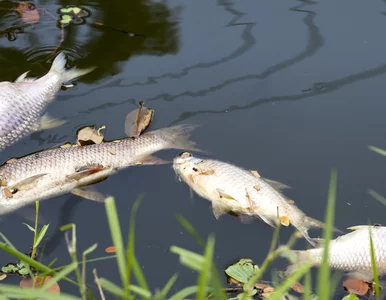 Miniatura: Nie tylko Odra jest skażona? Niemcy...