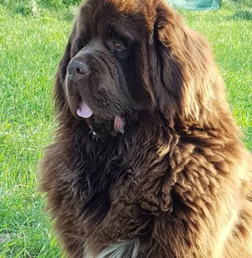 Nowofundlandy w obiektywie włascicieli 