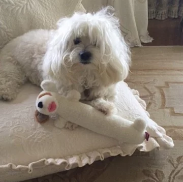 Psy Barbry Streisand 