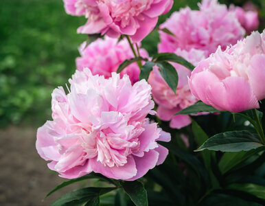 Miniatura: Zanim pojawią się pąki, robię jedną rzecz....