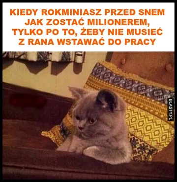 Memy z kotami w roli głównej 