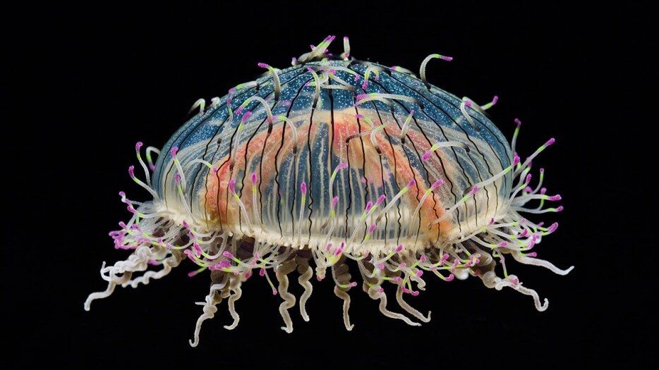 Flower Hat Jellyfish (fot. epicdash.com)