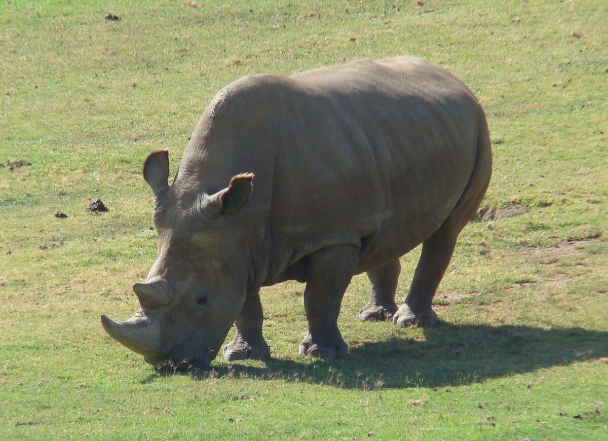 Angalifu Samiec nosorożca północnego z zoo w San Diego. Padł 14 grudnia 2014 roku