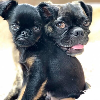 Miniatura: Ten pies jest wiecznie zdegustowany....