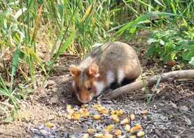 Miniatura: Te zwierzęta mieszkają w Polsce. Znasz je?