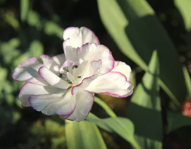 Miniatura: Pielęgnacja tulipanów po przekwitnięciu:...