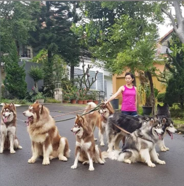 Właścicielka ze swoimi psami 