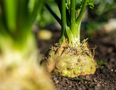 Miniatura: Posiej to obok selera. Różnicę zobaczysz...