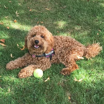 Cockapoo Bailey 