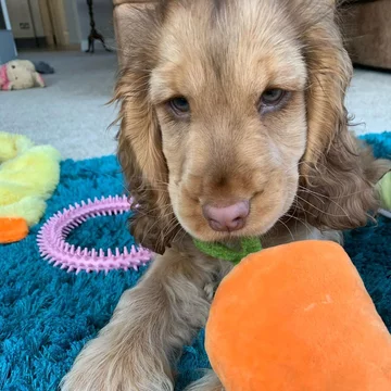 Cocker spaniel Winnie 