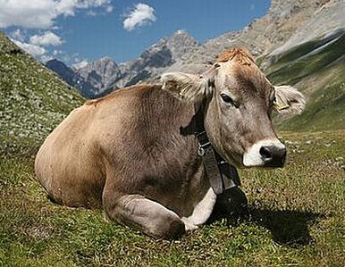 Miniatura: Sklonowana krowa ma dawać "ludzkie" mleko
