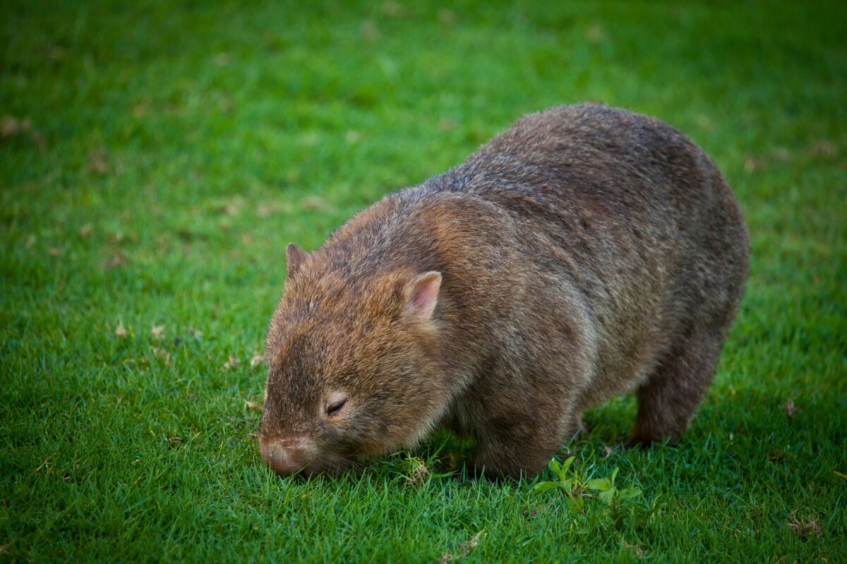 Wombat 