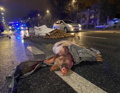 Miniatura: AGROunia wyrzuciła na ulicę martwą świnię....