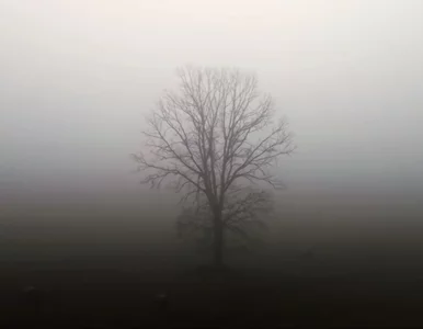 Miniatura: Sekielscy wypuszczą film przed samymi...