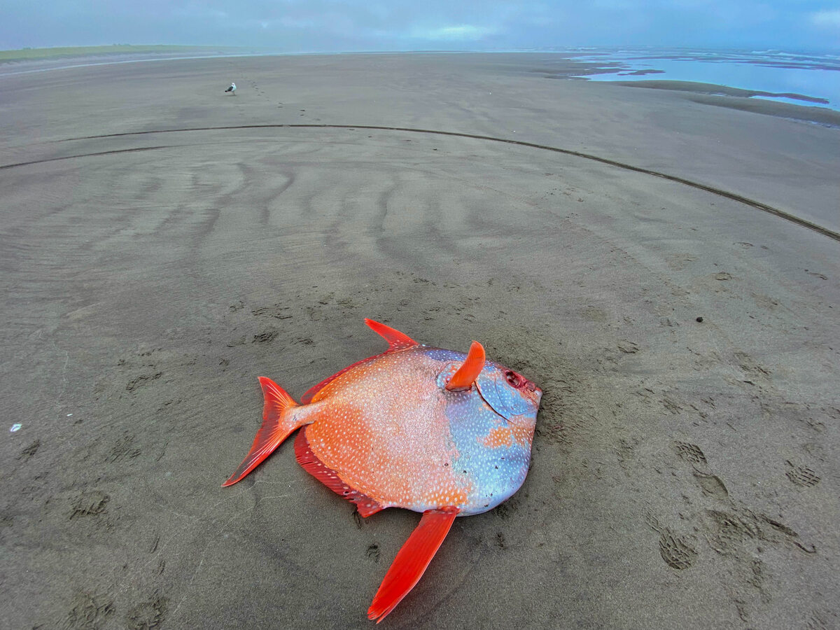 Olbrzymi strojnik znaleziony na plaży w stanie Oregon 