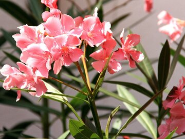 Oleander