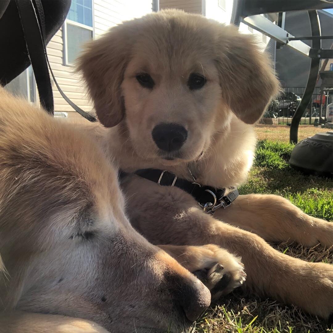 Psy na Instagramie 
