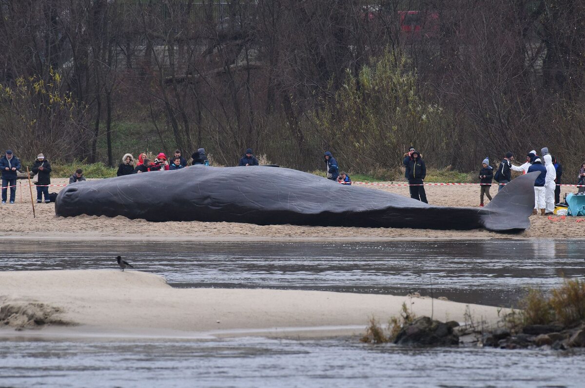 Wieloryb na brzegu Wisły w Warszawie 