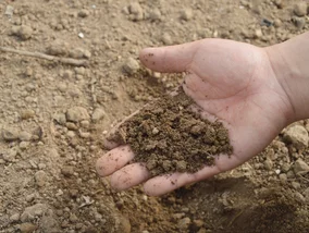 Miniatura: Grządki po pomidorach świecą pustkami?...