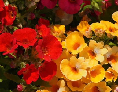 Miniatura: Zapomnij o pelargoniach. Ta roślina...