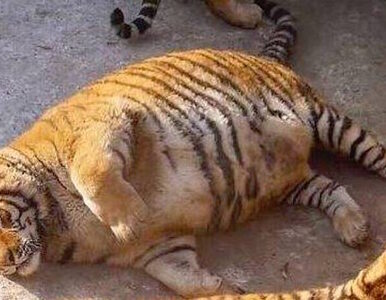 Miniatura: Przekarmione tygrysy w zoo. „Zdjęcia...
