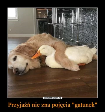 Mem z okazji Dnia Psa 