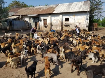 Psy przebywające w schronisku Sashy 