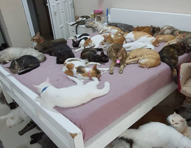 Miniatura: Ma 480 kotów i 12 psów. „Są wierniejsze...