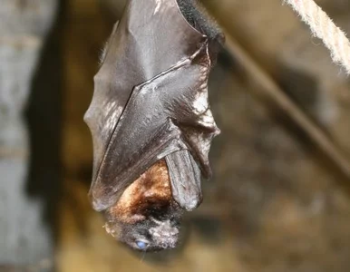 Miniatura: Mediolan ma problem z komarami, więc...