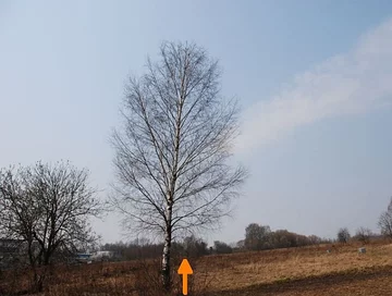 Pierwsza brzoza, z którą samolot zetknął się w rejonie bliższej radiolatarni, mat. faktysmolensk.gov.pl