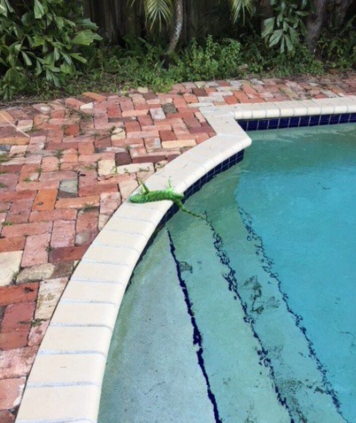 Zamarznięta iguana na brzegu basenu 