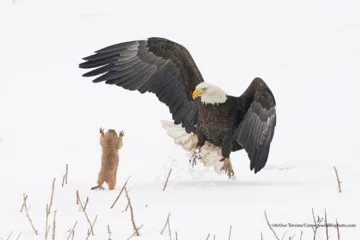 Finaliści konkursu Comedy Wildlife Photo Awards 2021 