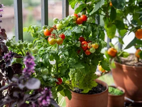 Miniatura: Masz pomidory bez owoców? Na balkonie to...