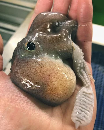 Nietypowe połowy Rosjanina 