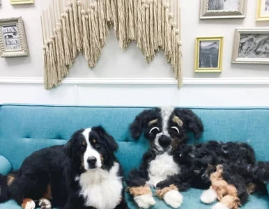 Miniatura: Psy wzięły udział w niecodziennym...