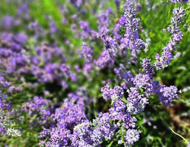 Miniatura: Zbierz nasiona i wsadź do lodówki. Łany...