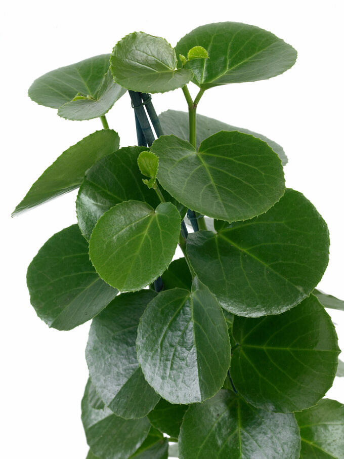 Peperomia