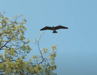 Miniatura: Oto Evolution Eagle. Wojskowy dron, który...