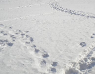 Miniatura: Wielki Piątek będzie biały. Śnieg już pada