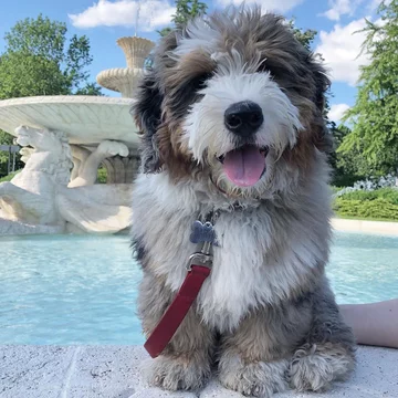 Bernedoodle Darwin 