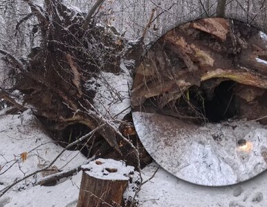 Miniatura: Powalone drzewo skrywało tajemnicę....