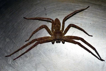 Pająk z rodziny spachaczowatych 