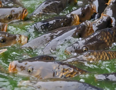 Miniatura: Wielkie żarcie zwierząt