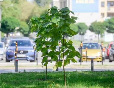 Miniatura: Biznes kontra smog