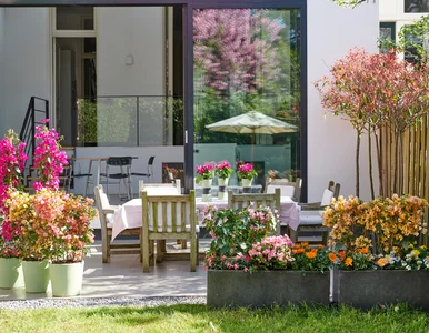 Miniatura: Niewymagające kwiaty na balkon. Wybieramy...