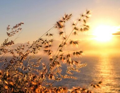 Miniatura: Jest długoterminowa pogoda na lato. IMGW...