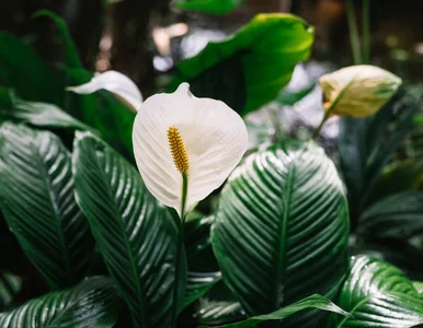 Miniatura: Twój skrzydłokwiat nigdy nie zakwitnie,...