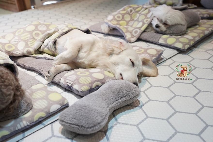 Pie śpiący w specjalnym hotelu przedszkolu 